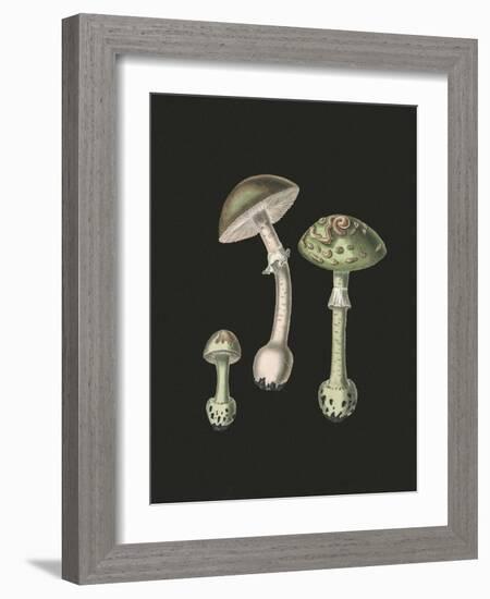 Amanita Muscaria Dark Background-John Stephenson and James Morss Churchill-Framed Giclee Print