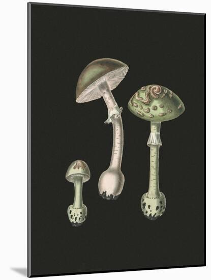 Amanita Muscaria Dark Background-John Stephenson and James Morss Churchill-Mounted Giclee Print