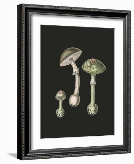 Amanita Muscaria Dark Background-John Stephenson and James Morss Churchill-Framed Giclee Print