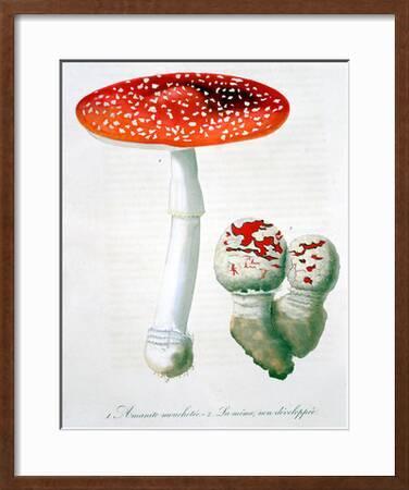 Fly Agaric No.1 Amanita Muscaria Mushroom Original Painting ATC