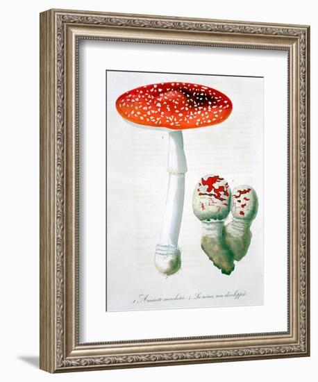 Amanita Muscaria (Fly Agaric), 1821-LFJ Hoquart-Framed Giclee Print