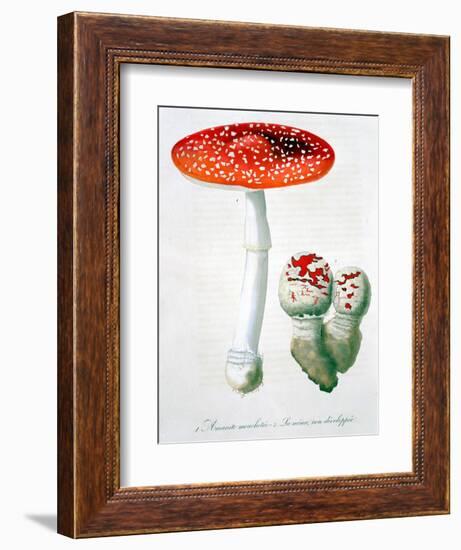 Amanita Muscaria (Fly Agaric), 1821-LFJ Hoquart-Framed Giclee Print