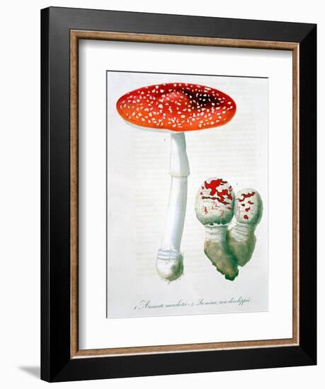 Amanita Muscaria (Fly Agaric), 1821-LFJ Hoquart-Framed Giclee Print