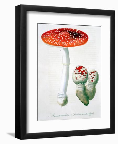 Amanita Muscaria (Fly Agaric), 1821-LFJ Hoquart-Framed Giclee Print