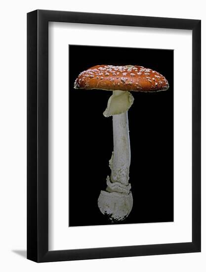 Amanita Muscaria (Fly Agaric)-Paul Starosta-Framed Photographic Print