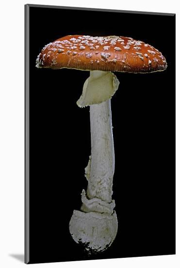 Amanita Muscaria (Fly Agaric)-Paul Starosta-Mounted Photographic Print