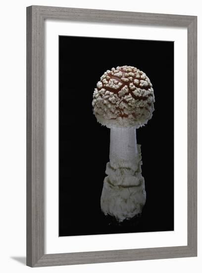 Amanita Muscaria (Fly Agaric)-Paul Starosta-Framed Photographic Print