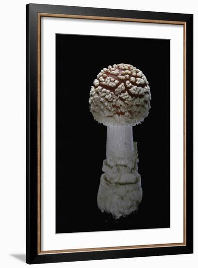 Amanita Muscaria (Fly Agaric)-Paul Starosta-Framed Photographic Print