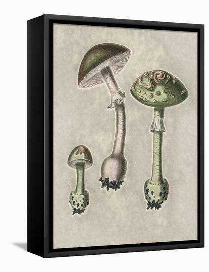 Amanita Muscaria Remix Green-John Stephenson and James Morss Churchill-Framed Premier Image Canvas