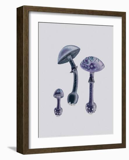 Amanita Muscaria White Backgound Purple-John Stephenson and James Morss Churchill-Framed Giclee Print