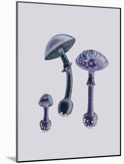 Amanita Muscaria White Backgound Purple-John Stephenson and James Morss Churchill-Mounted Giclee Print