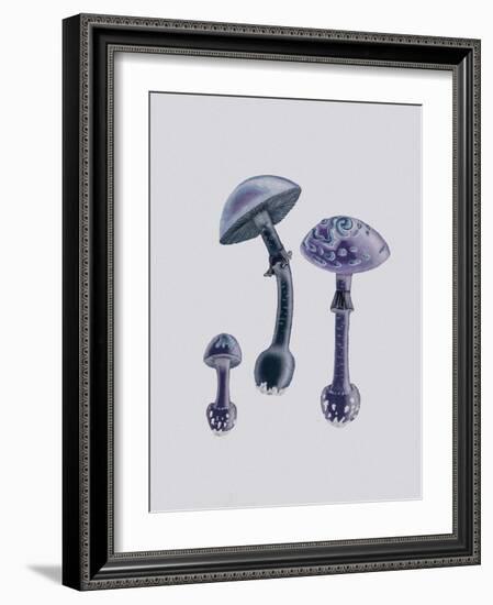 Amanita Muscaria White Backgound Purple-John Stephenson and James Morss Churchill-Framed Giclee Print