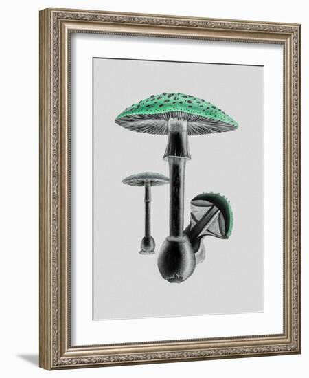 Amanita Muscaria White Background Green-John Stephenson and James Morss Churchill-Framed Giclee Print