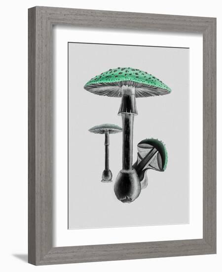 Amanita Muscaria White Background Green-John Stephenson and James Morss Churchill-Framed Giclee Print