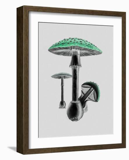 Amanita Muscaria White Background Green-John Stephenson and James Morss Churchill-Framed Giclee Print