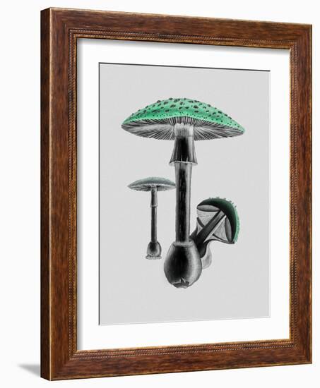 Amanita Muscaria White Background Green-John Stephenson and James Morss Churchill-Framed Giclee Print