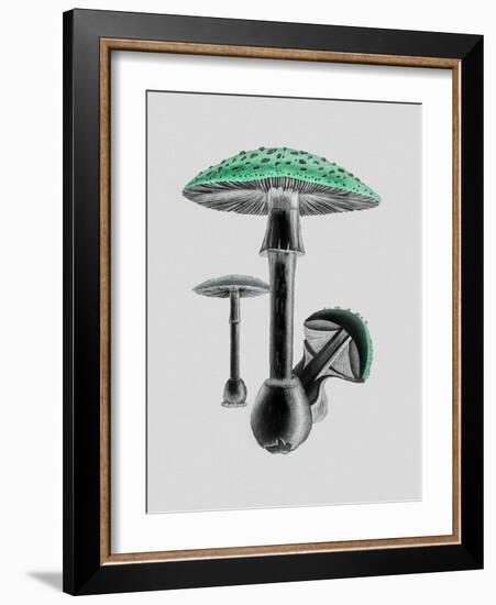 Amanita Muscaria White Background Green-John Stephenson and James Morss Churchill-Framed Giclee Print