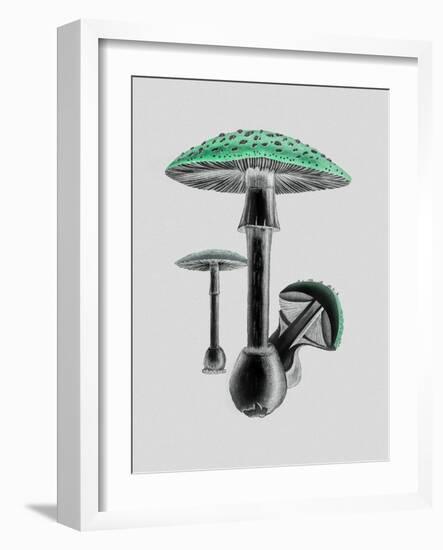 Amanita Muscaria White Background Green-John Stephenson and James Morss Churchill-Framed Giclee Print