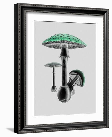 Amanita Muscaria White Background Green-John Stephenson and James Morss Churchill-Framed Giclee Print