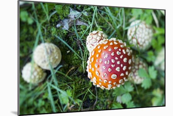 Amanita Mushroom, Mt. Rainier National Park, WA-Justin Bailie-Mounted Photographic Print