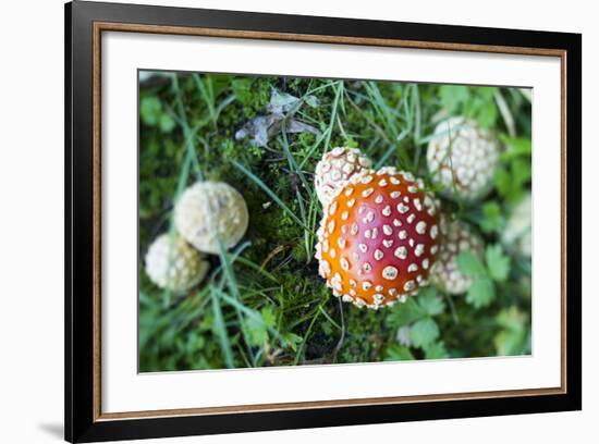 Amanita Mushroom, Mt. Rainier National Park, WA-Justin Bailie-Framed Photographic Print