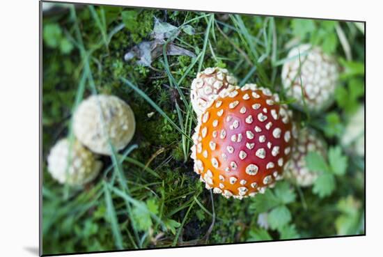 Amanita Mushroom, Mt. Rainier National Park, WA-Justin Bailie-Mounted Photographic Print