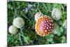 Amanita Mushroom, Mt. Rainier National Park, WA-Justin Bailie-Mounted Photographic Print