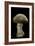 Amanita Pantherina (Panther Cap)-Paul Starosta-Framed Photographic Print