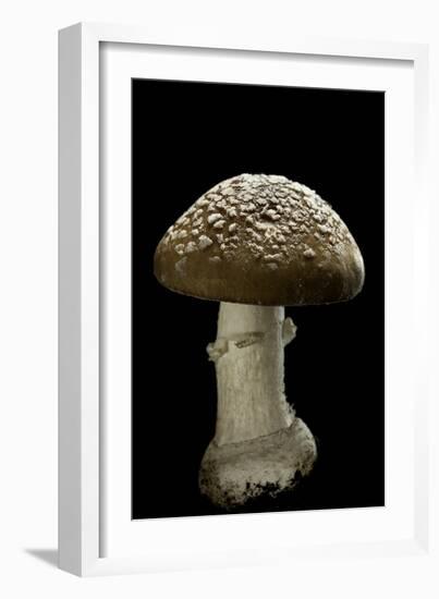 Amanita Pantherina (Panther Cap)-Paul Starosta-Framed Photographic Print