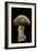 Amanita Pantherina (Panther Cap)-Paul Starosta-Framed Photographic Print