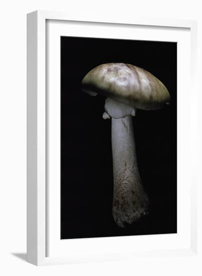 Amanita Rubescens (Blusher)-Paul Starosta-Framed Photographic Print