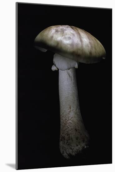 Amanita Rubescens (Blusher)-Paul Starosta-Mounted Photographic Print