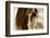 Amante-Lisa Dearing-Framed Photographic Print