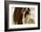 Amante-Lisa Dearing-Framed Photographic Print