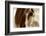 Amante-Lisa Dearing-Framed Photographic Print
