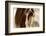 Amante-Lisa Dearing-Framed Photographic Print