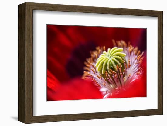 Amapola 2-Ursula Abresch-Framed Photographic Print