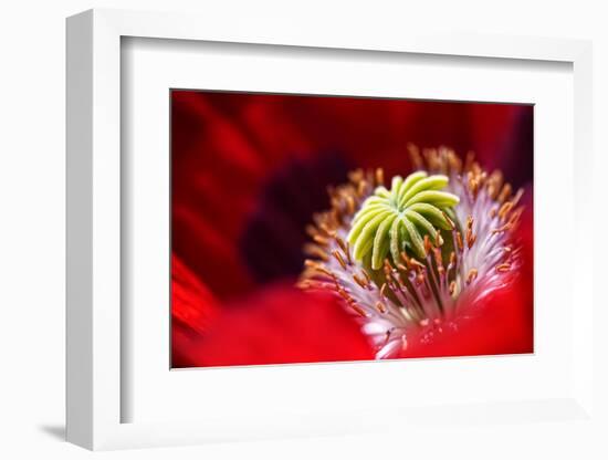 Amapola 2-Ursula Abresch-Framed Photographic Print