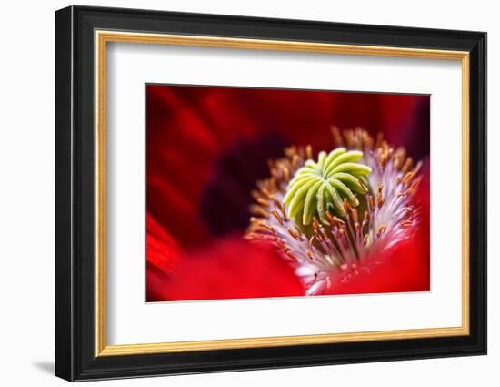 Amapola 2-Ursula Abresch-Framed Photographic Print