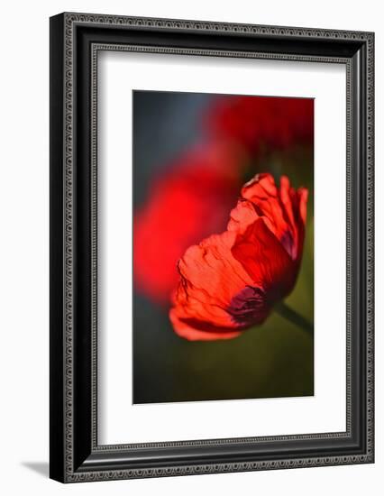 Amapola 3-Ursula Abresch-Framed Photographic Print