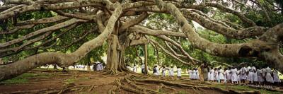 Sri Lanka, Kandy, Peradeniya Botanic Gardens; School Girls Pass by a Bodhi, or Pipal, Tree-Amar Grover-Photographic Print