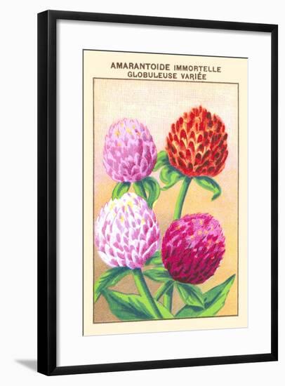 Amarantoide Immortelle Globuleuse Variee-null-Framed Art Print