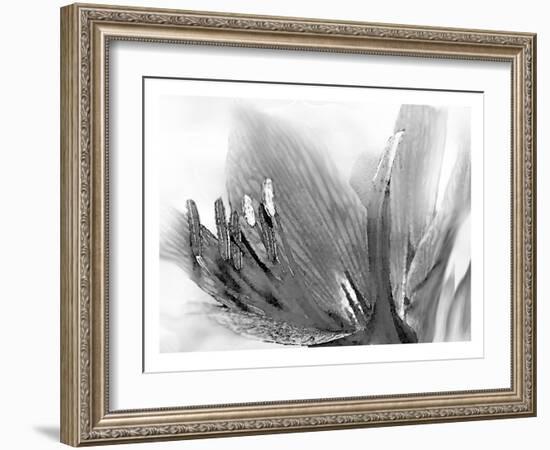 Amarilis-Maria Trad-Framed Giclee Print