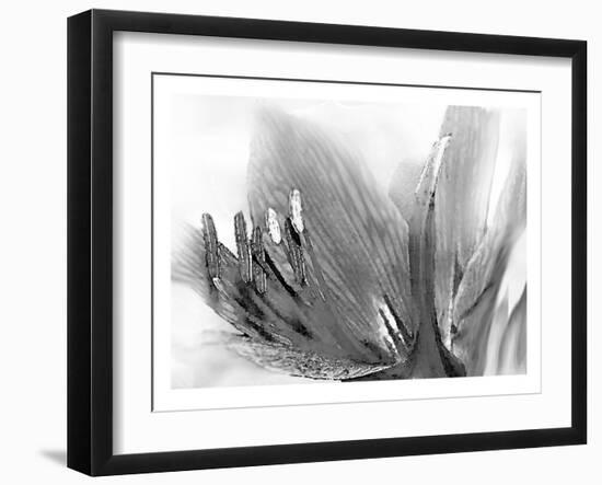 Amarilis-Maria Trad-Framed Giclee Print