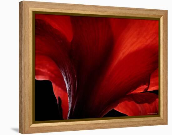 Amarilla-Lydia Marano-Framed Premier Image Canvas