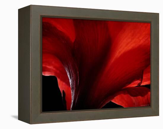 Amarilla-Lydia Marano-Framed Premier Image Canvas