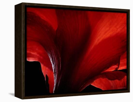 Amarilla-Lydia Marano-Framed Premier Image Canvas