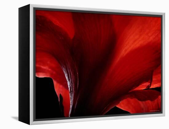 Amarilla-Lydia Marano-Framed Premier Image Canvas