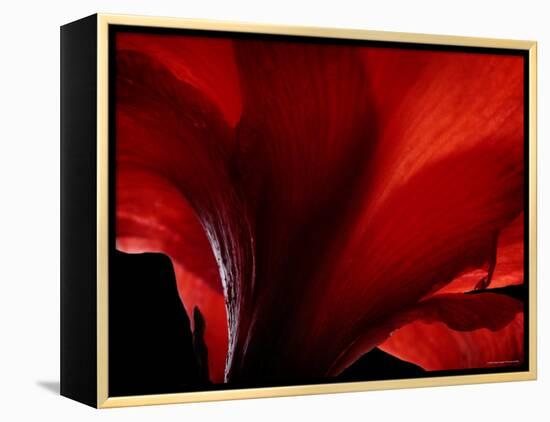 Amarilla-Lydia Marano-Framed Premier Image Canvas