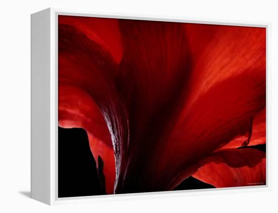 Amarilla-Lydia Marano-Framed Premier Image Canvas